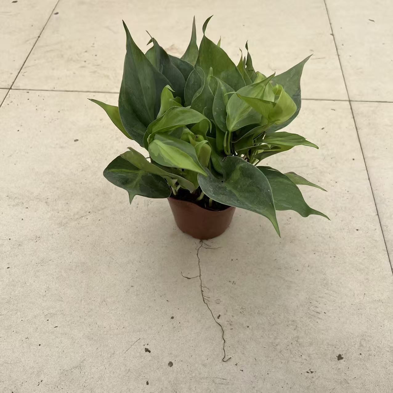 黄金葛拍一发三盆栽室内桌面好养吸甲醛绿植