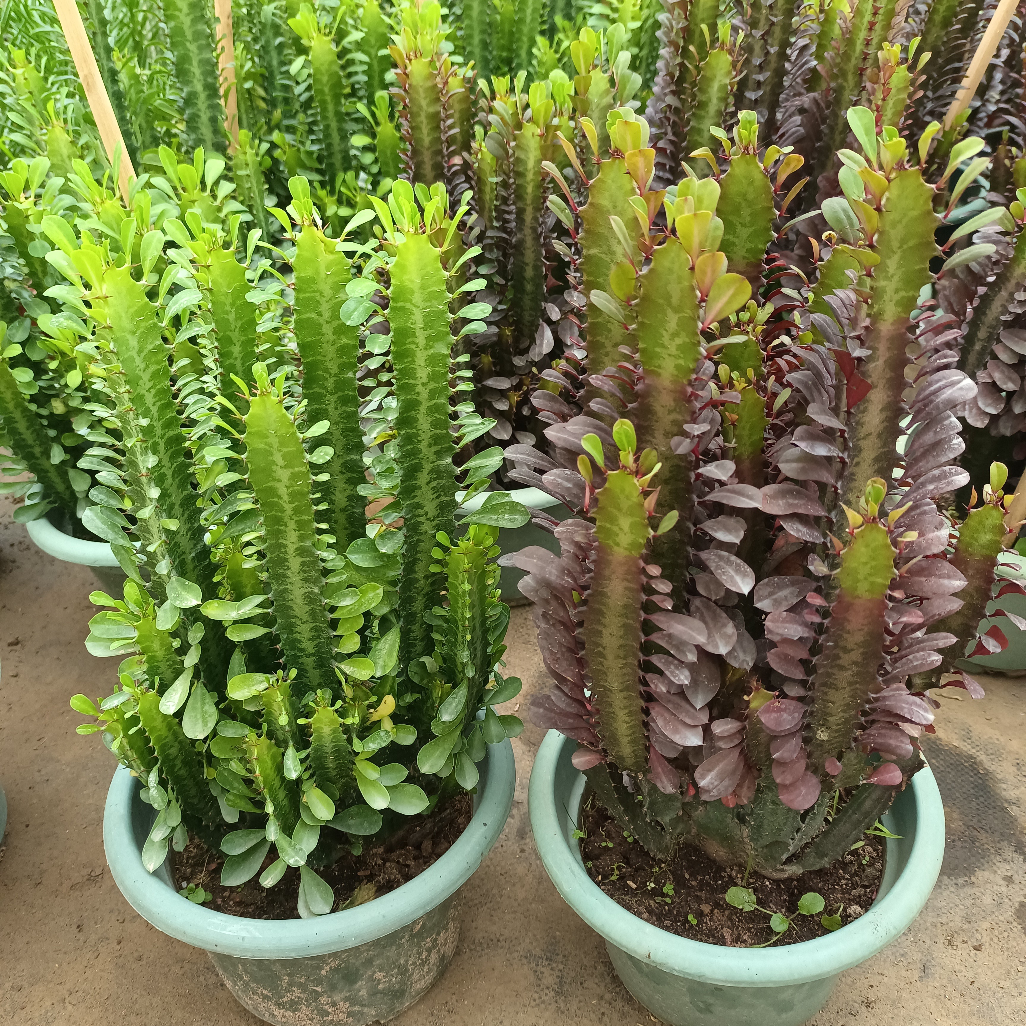 青龙骨 紫龙骨多分叉 30厘米高左右