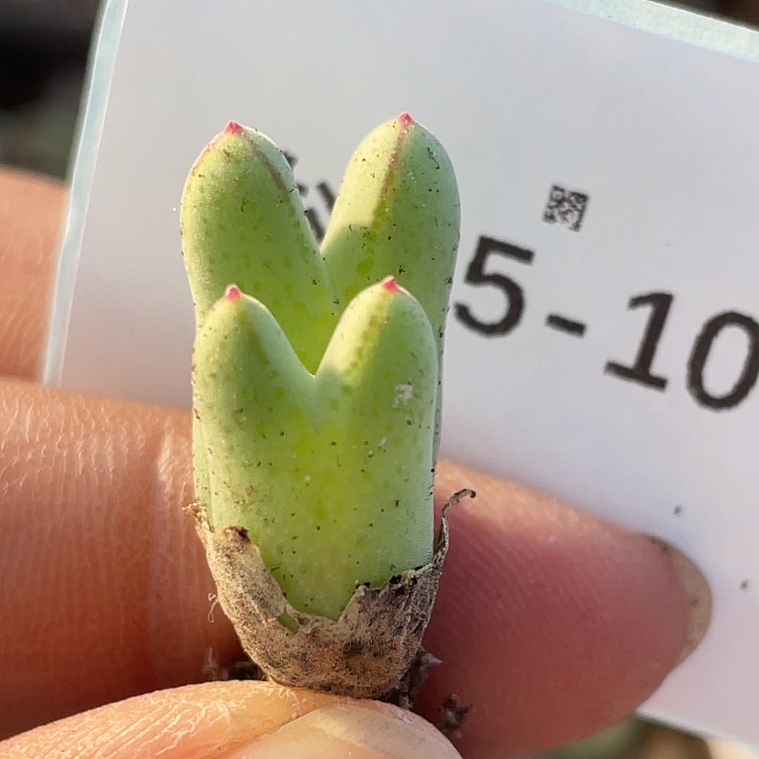 25-106猪蹄多肉植物