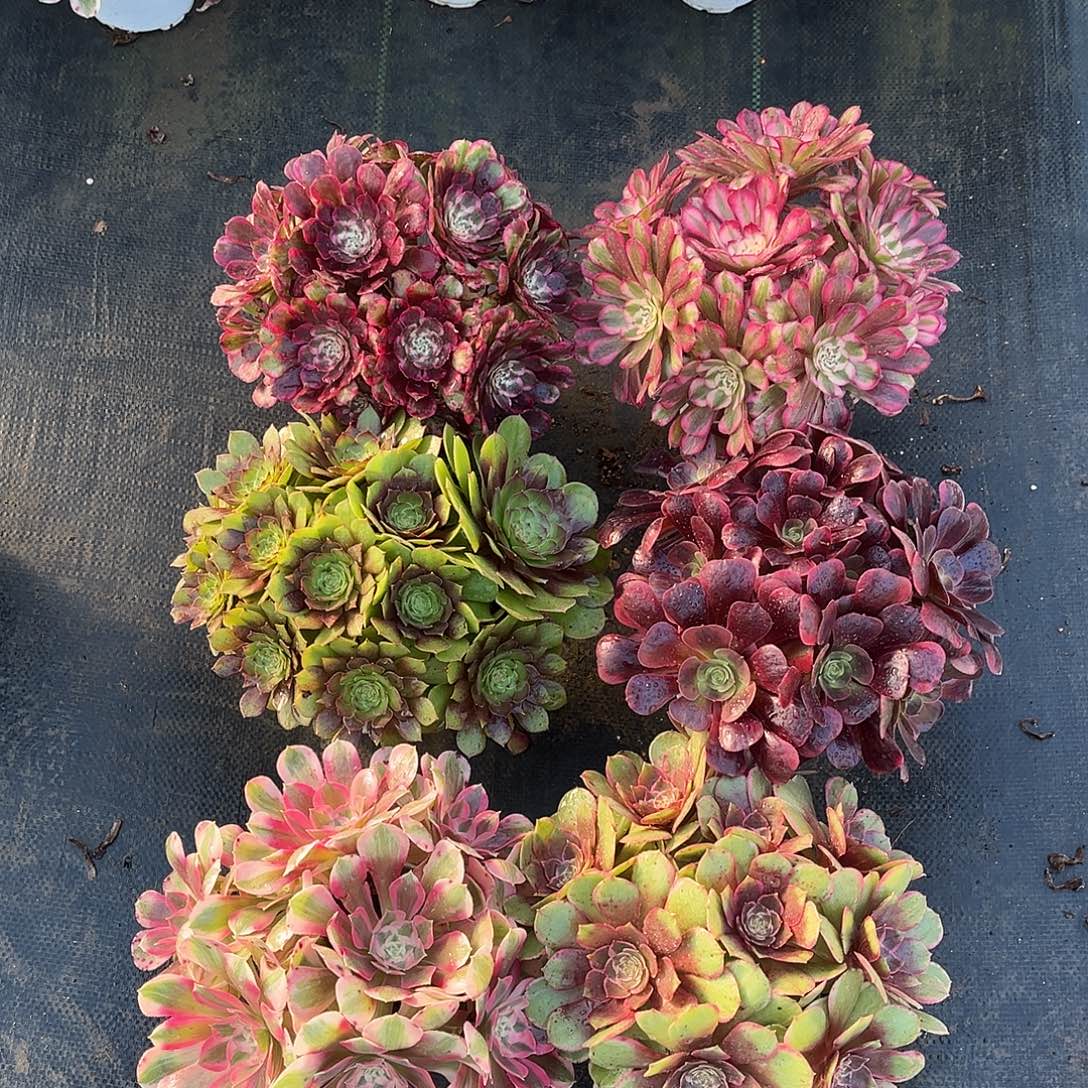 法师套餐法师套餐