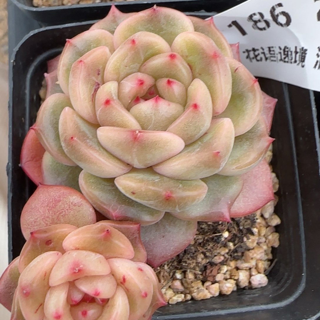 花语逸镜0203-186