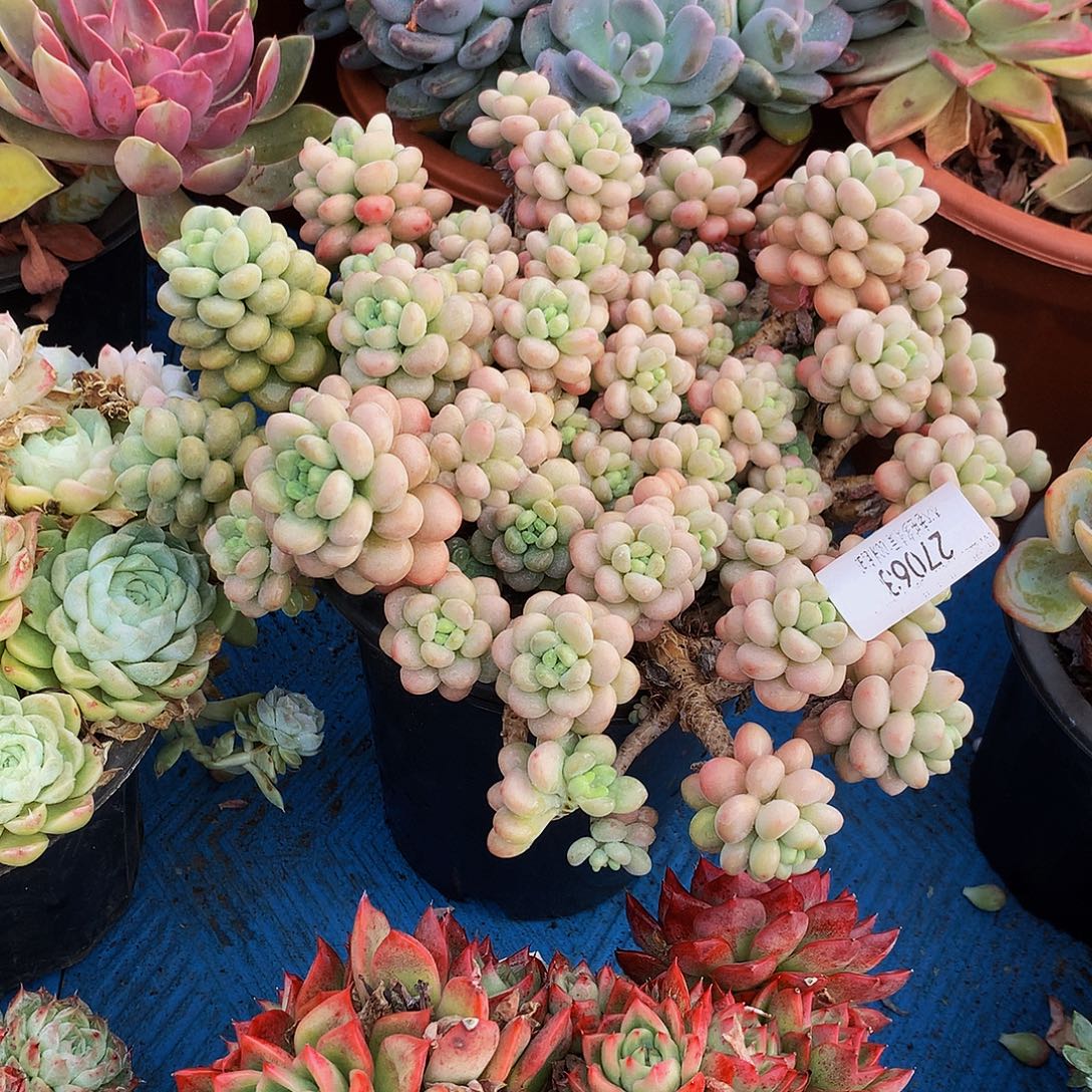 暮***雨    洛可可多肉27063