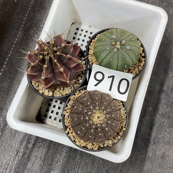 910。仙人球组合套餐一筐