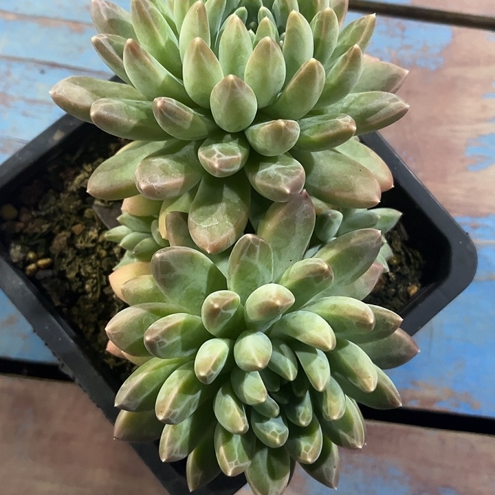 双头雨花石 尺寸14