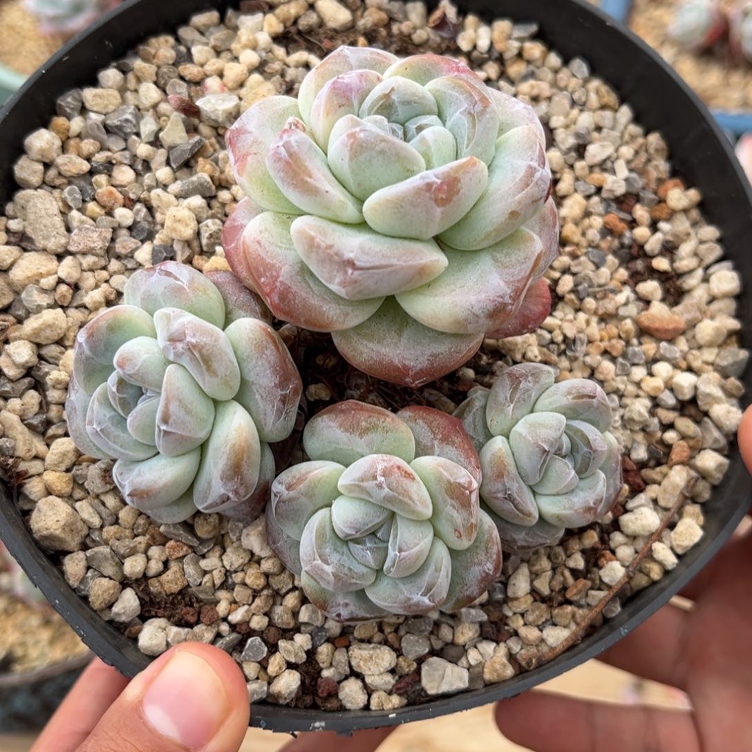 4头粗腿老桩冰玉哈哈哈