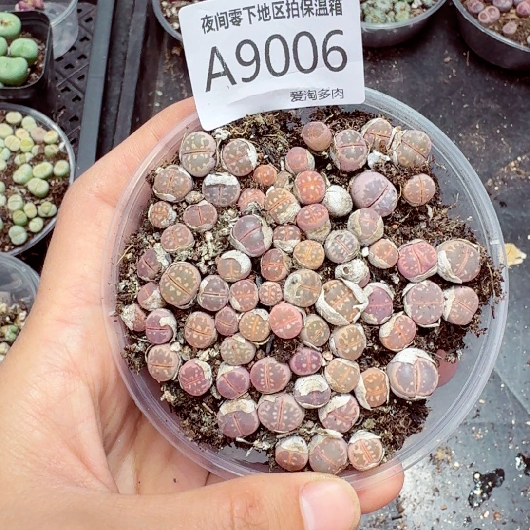 9006–-零下地区需拍保温箱