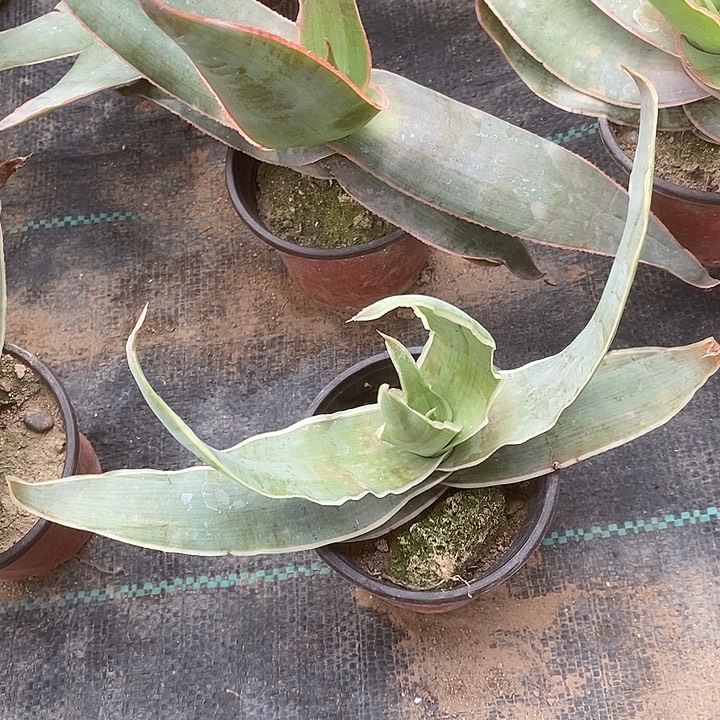 完美主义者勿拍银芳锦芦荟