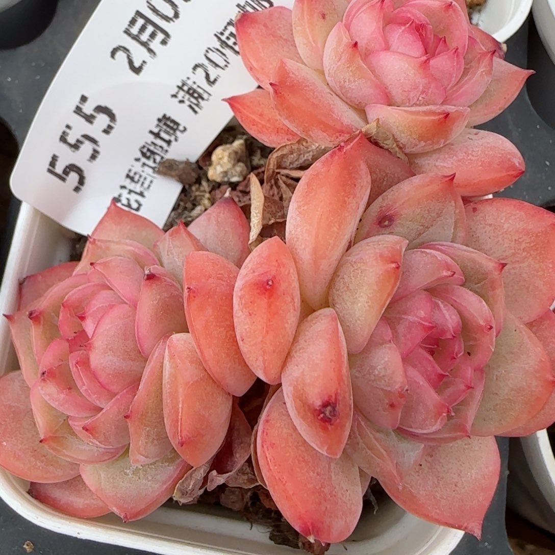 花语逸镜0205-555