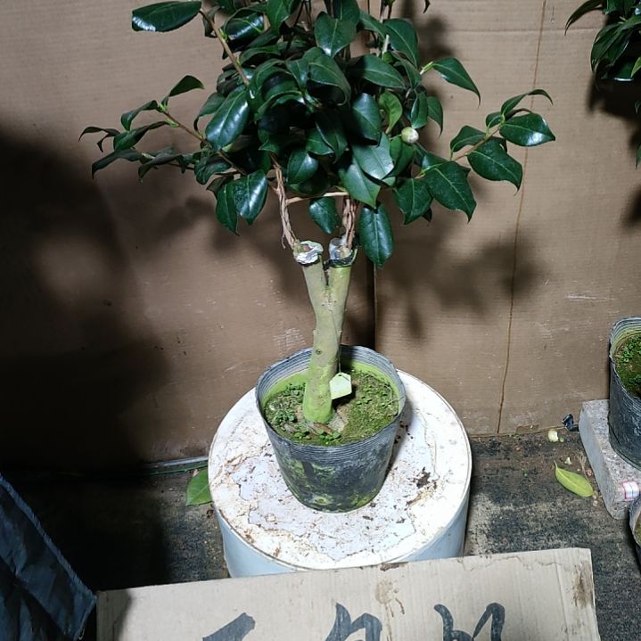 845滕娘，原盆原土发货，不包邮