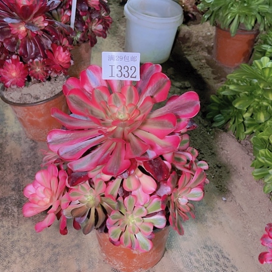 332美杜莎多肉植物