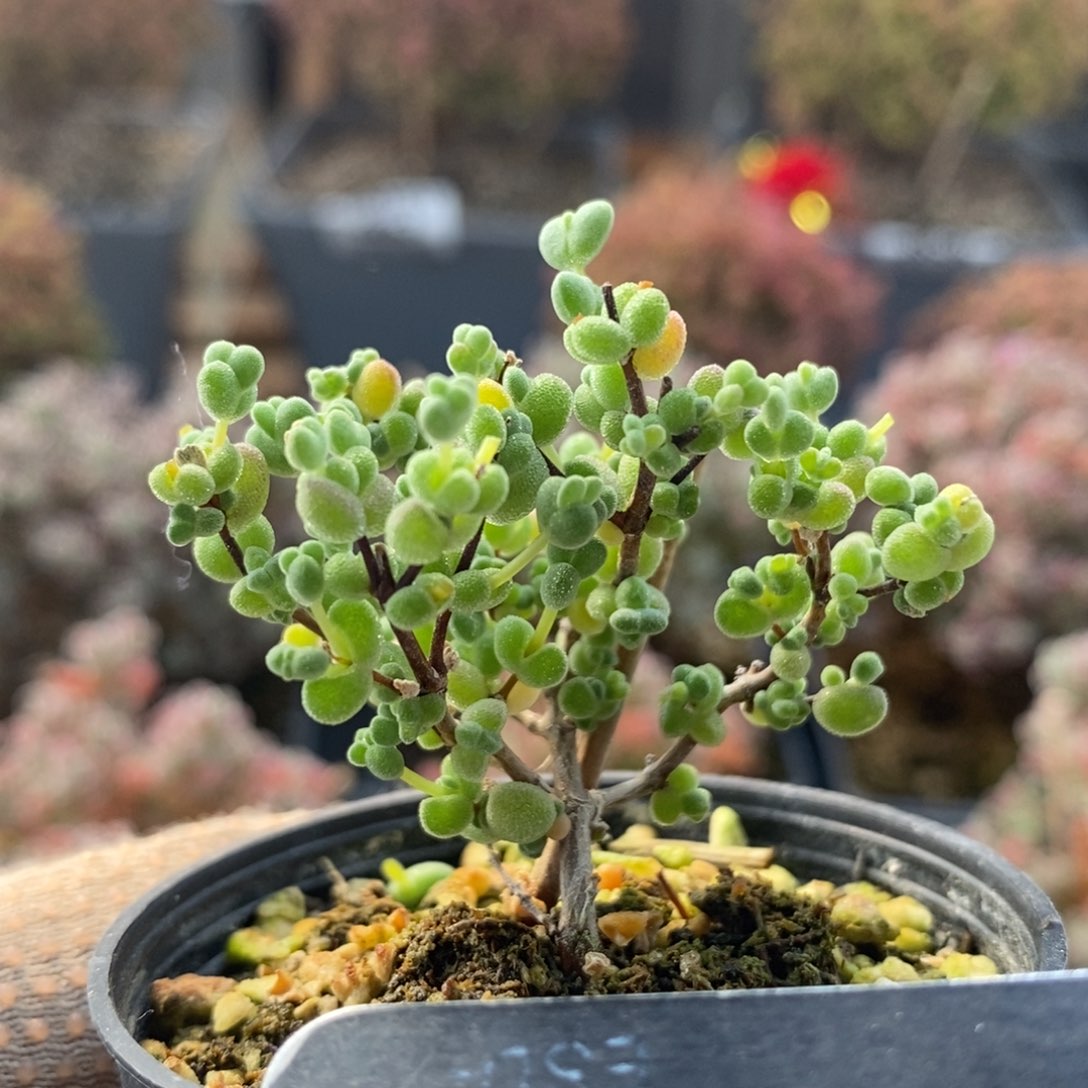 莱斯7167枝干番杏