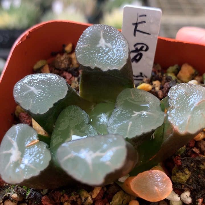 卡罗拉万象一物一拍