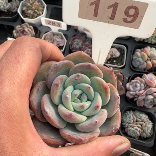 119凤橙多肉植物多