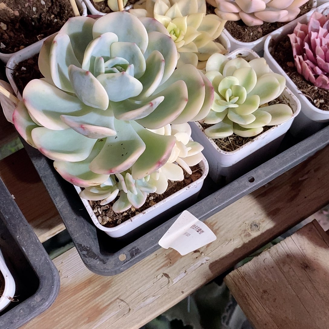 海***鲜白月光锦砍头无根多肉