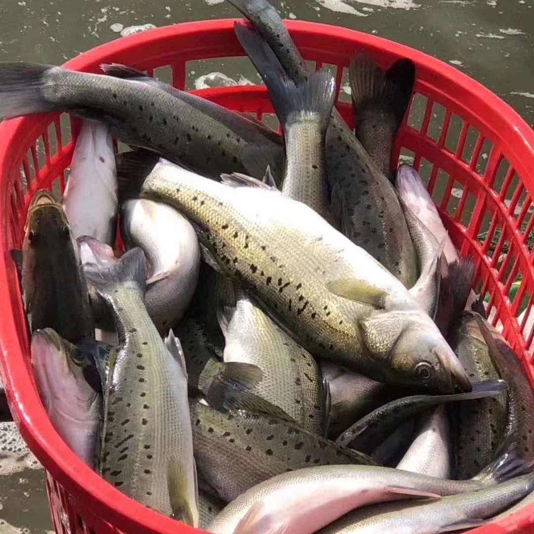 青岛野生海鲈鱼（5斤共9-10条）鲜鱼速冻后顺丰冷链 肉嫩好吃