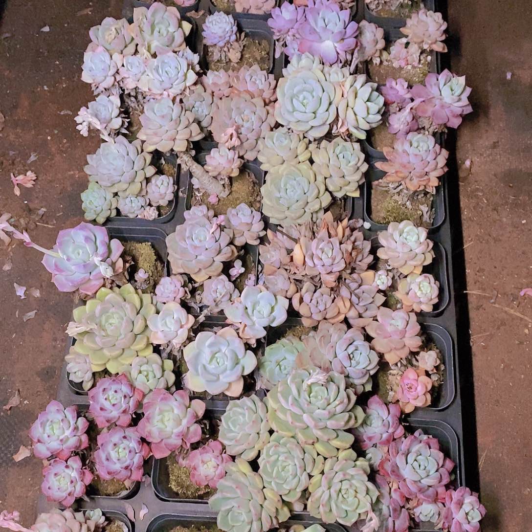 【闪购商品】云119