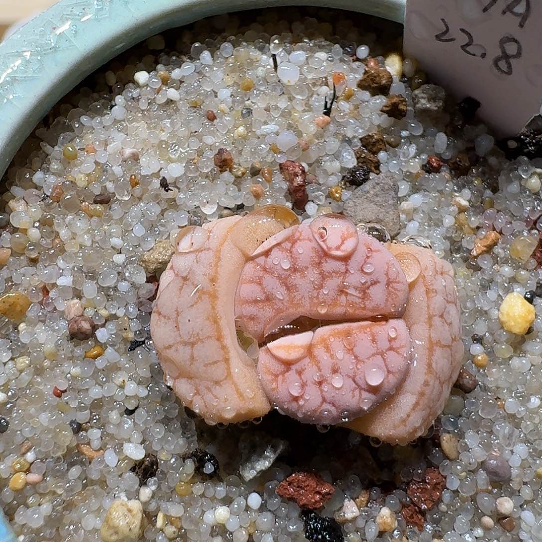 红陶蘑菇755拿铁