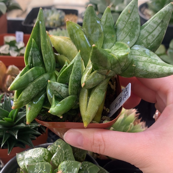 姬佛手一物一拍带盆