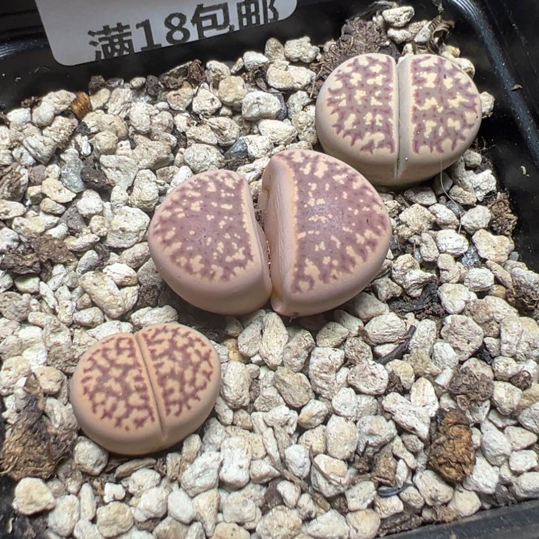 【闪购商品】 822。   