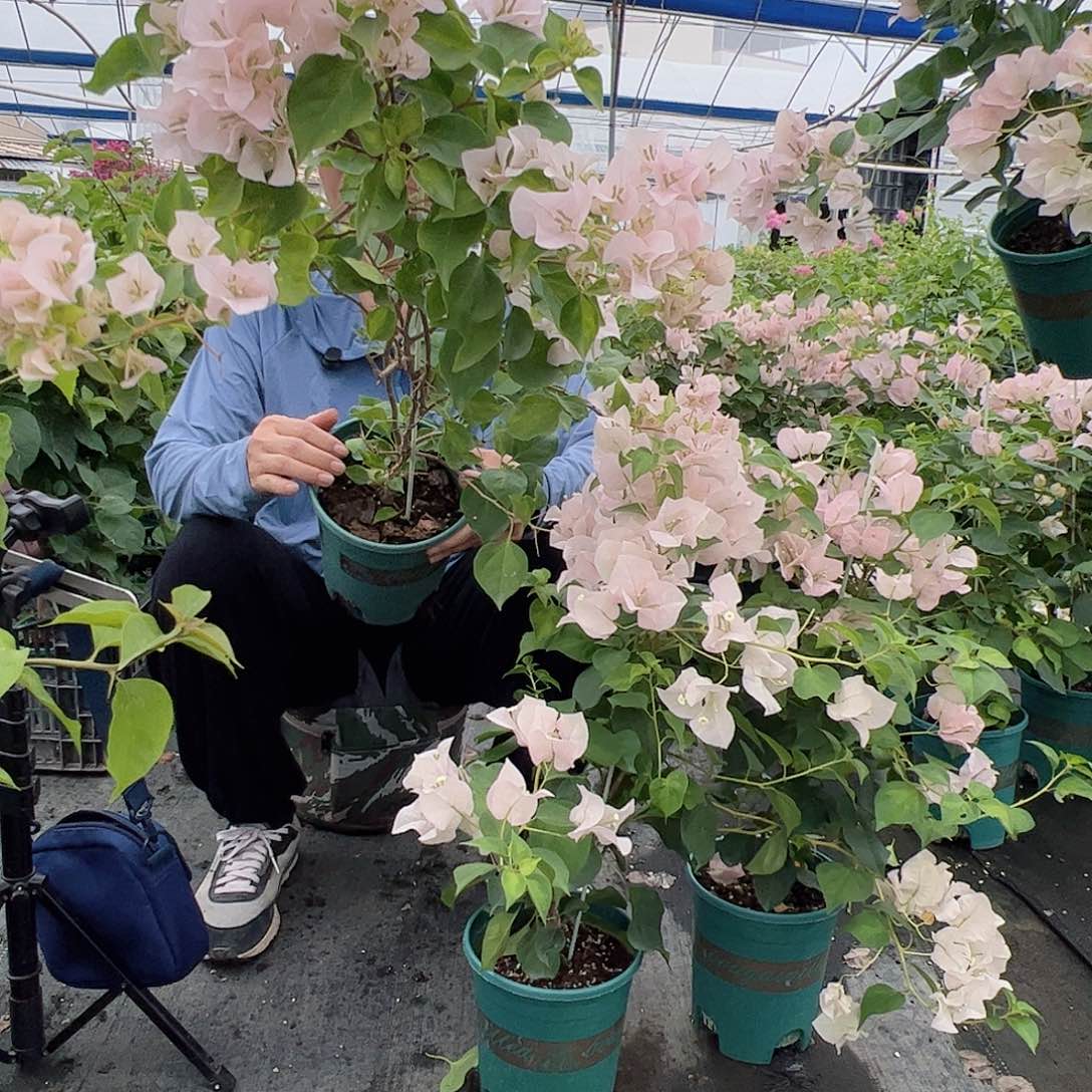 完全开放暗斑丽人一颗