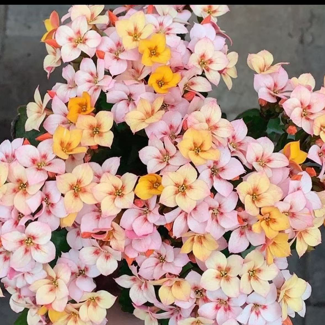 冰皮酥：精品长寿花苞发货（烂叶黄叶断个别花苞不售后介意勿拍）