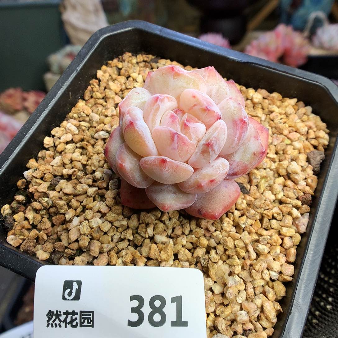 381星影石化多肉植物666