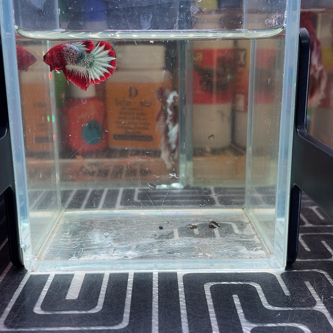 斗鱼17号127早fccp