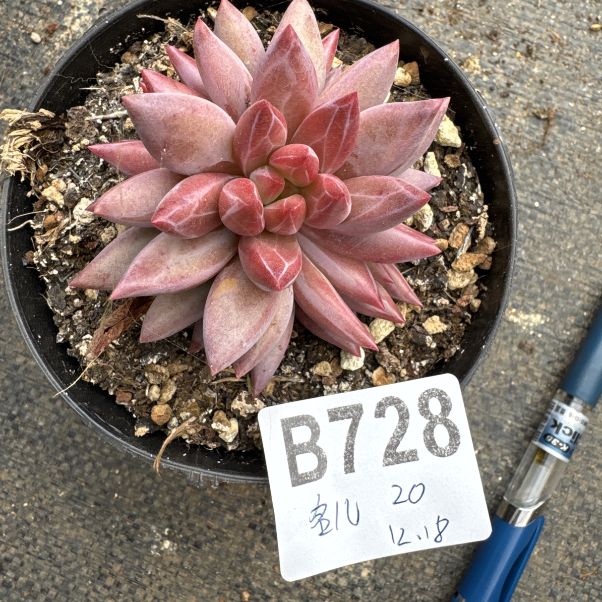 B728，名儿多肉植物虞美人