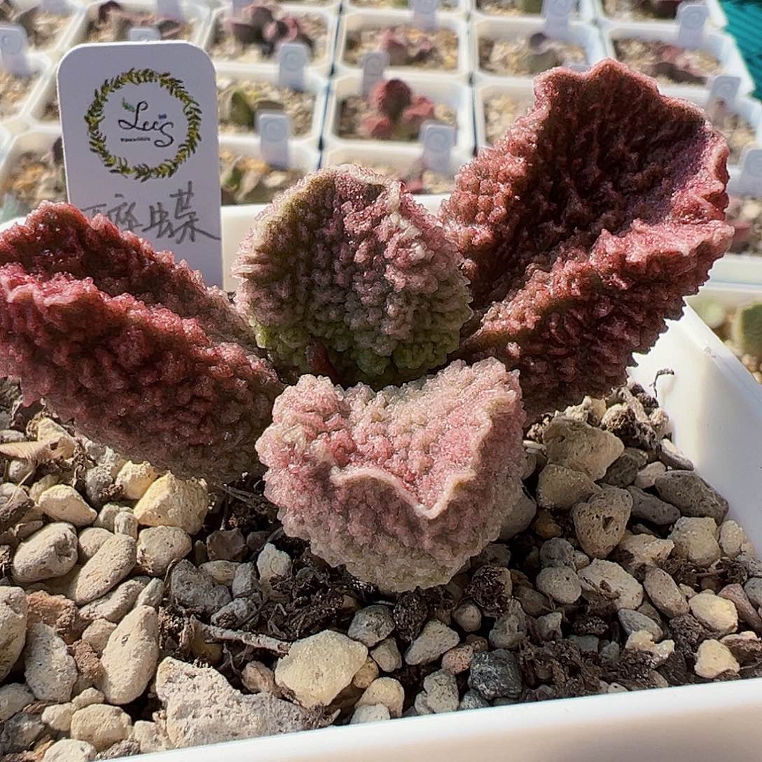 醉蝶，叶插苗。大叶。