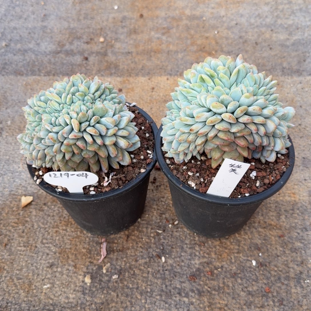 丝***美1219-04星影缀化中两颗