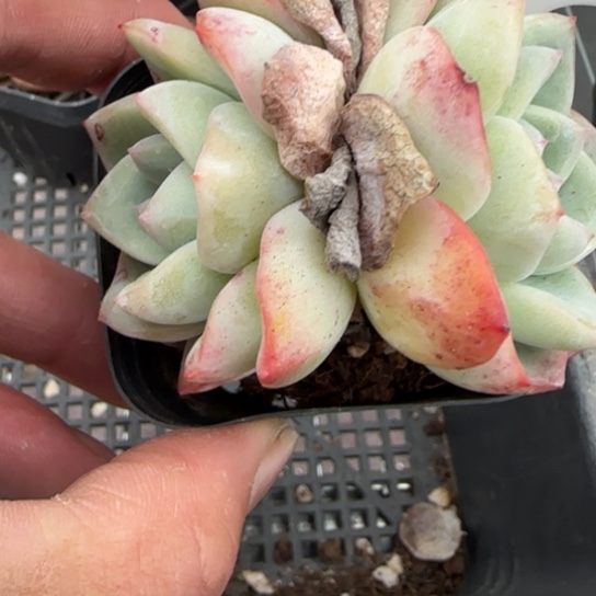 107泡芙一物一拍多肉