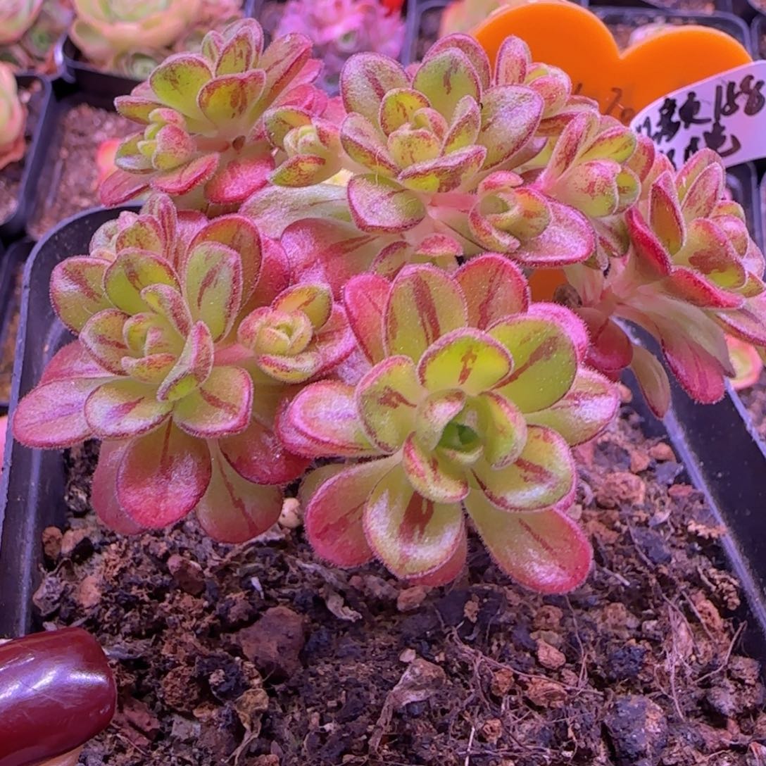 红颜橄榄十方杯56