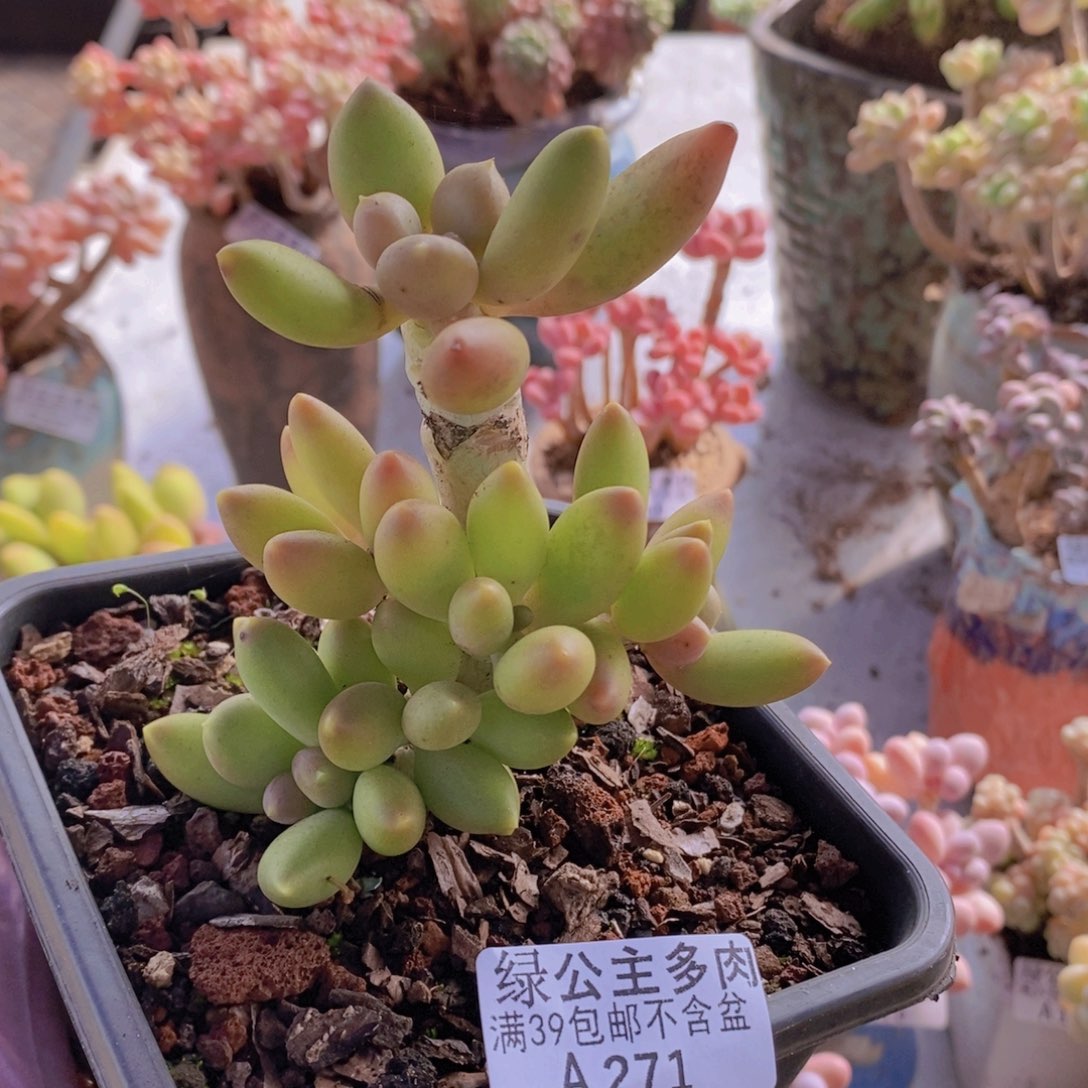 芒果奶老桩8cm271多肉酱