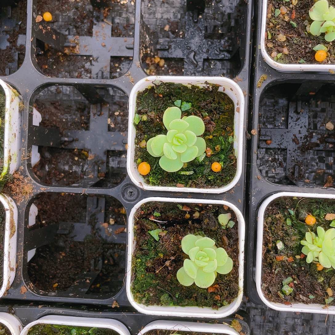 纸鸢 单头盆一个满25包邮