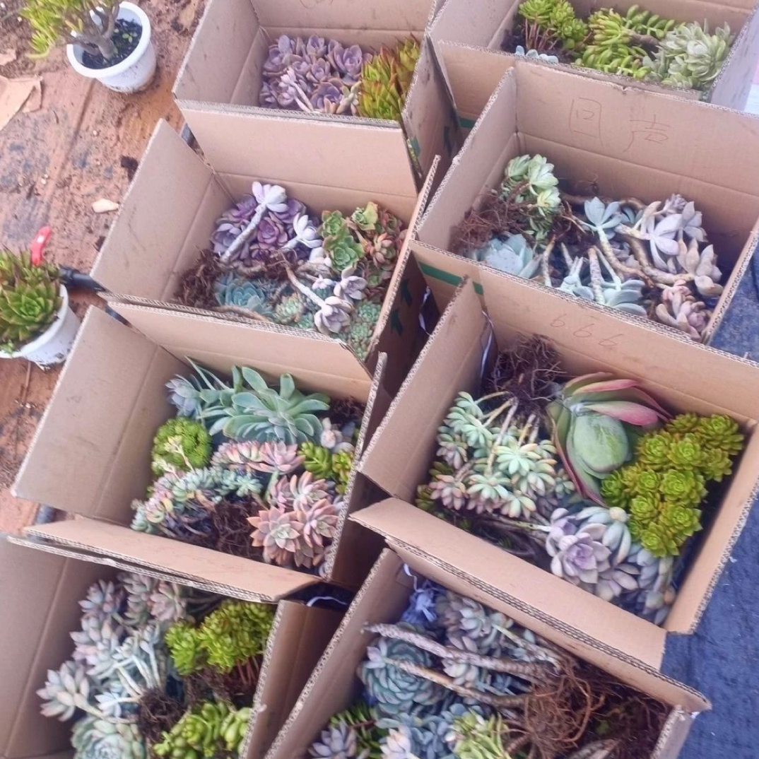 多肉植物瑕疵品，筐拍，不包冻，低于零度的慎拍，，6-15颗