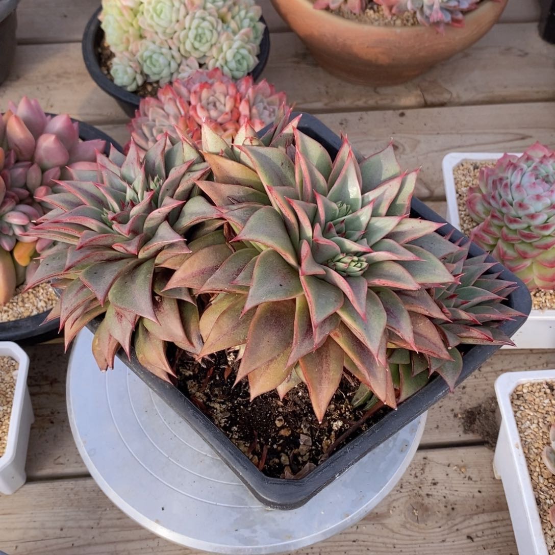 可问主播品种，下滑链接更多品种多肉选择