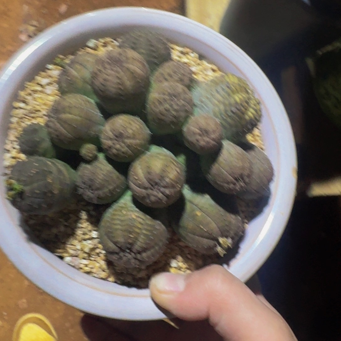 小***瓜一物一拍不退不换