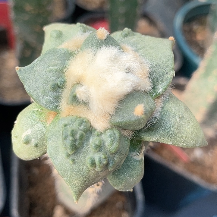 仙人球袖浦接怒涛351