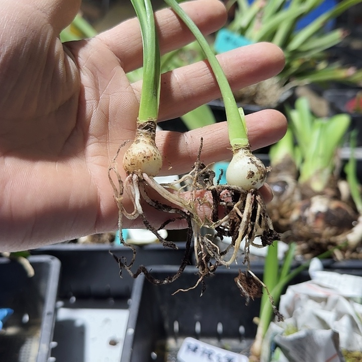 裙摆之舞朱顶红一棵1.6   白肋