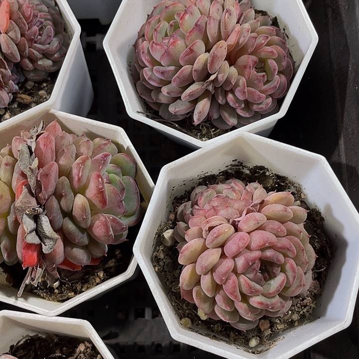 八角盆状态白胖子带盆