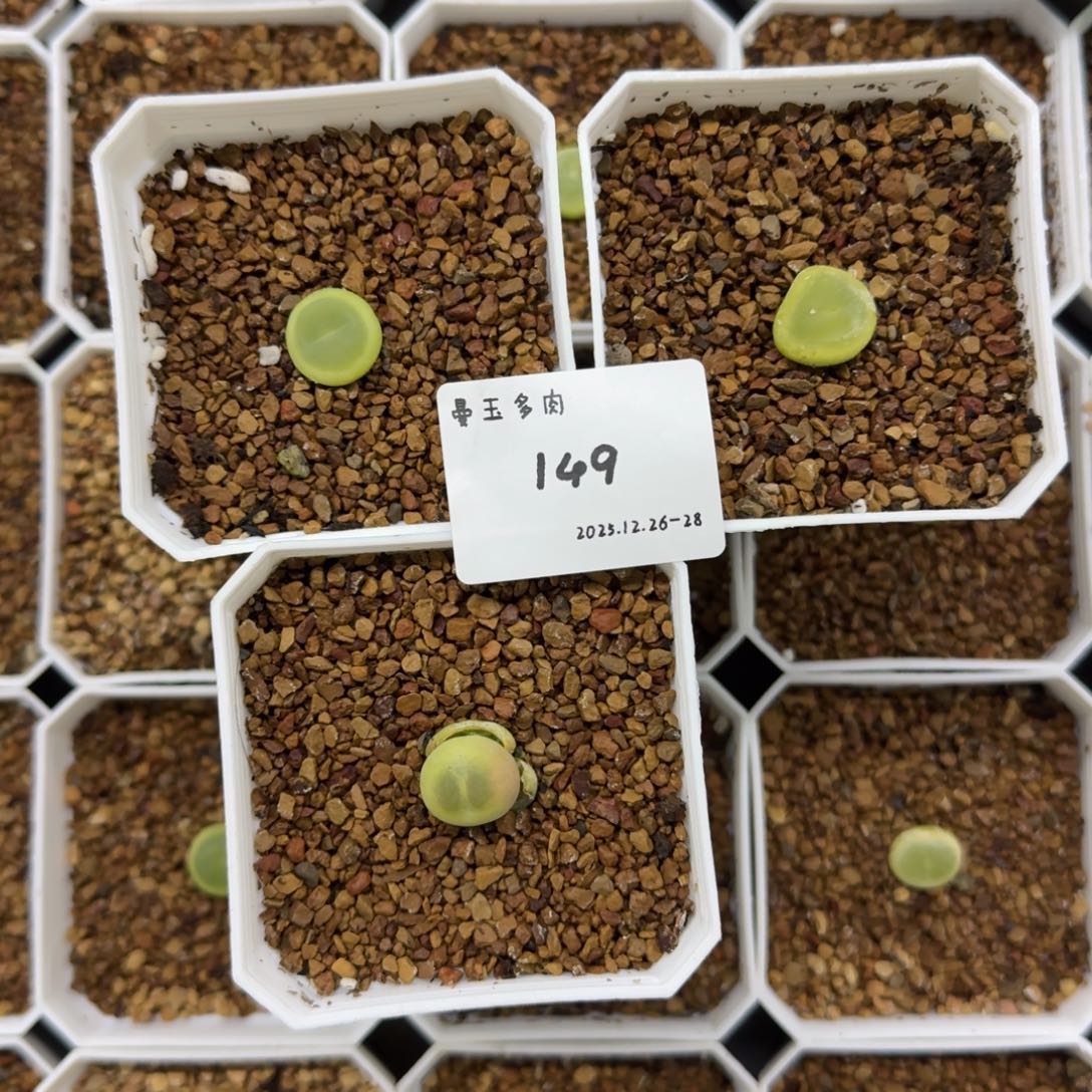 丁***加多肉多肉多肉12-149