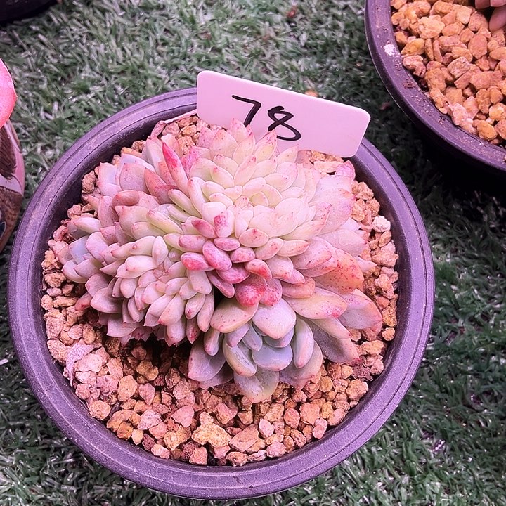 我是第一百个为妖刀应援的