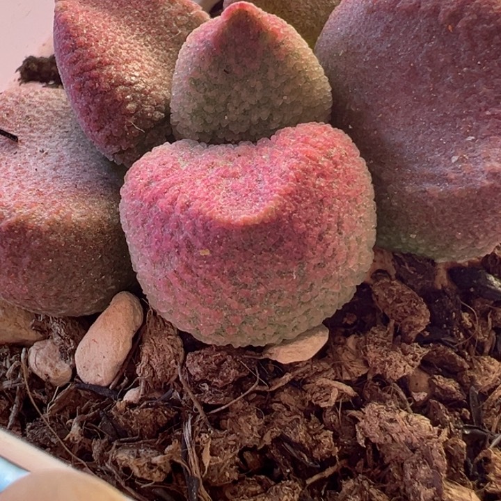 +**～可以说是我的最爱了呀