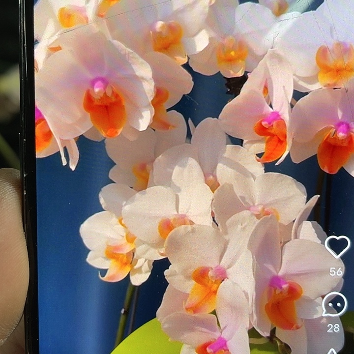 当前无花栽培后可以开花豆蔻年华
