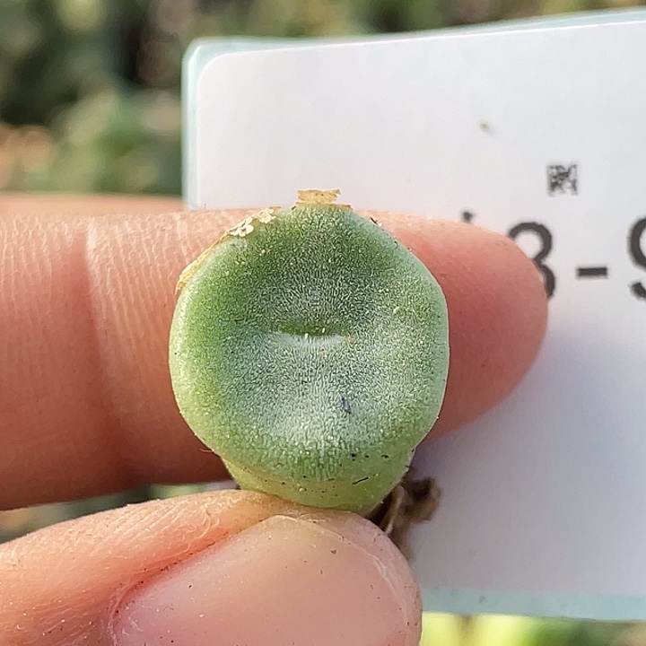 3-95毛钮扣多肉植物
