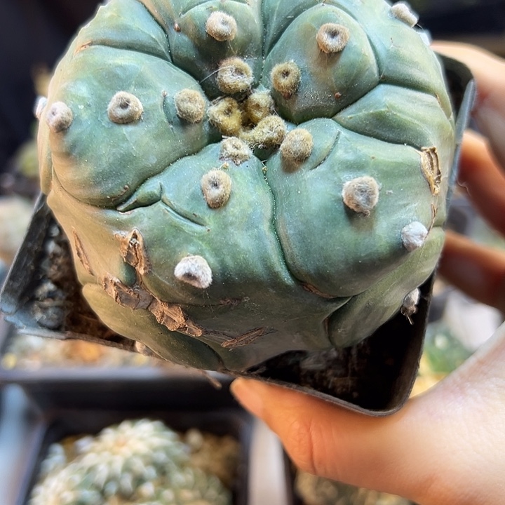 50号自根龟甲兜小瑕疵8.6公分