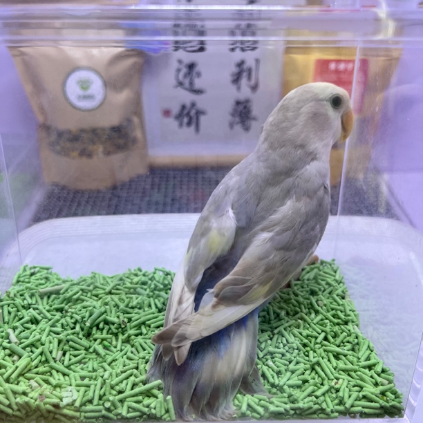 独立绿美桂派公H83522-牡丹鹦鹉