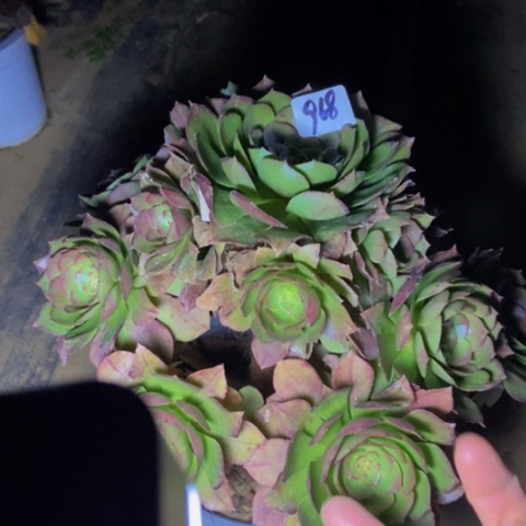 红心万圣节多肉968多肉不包断