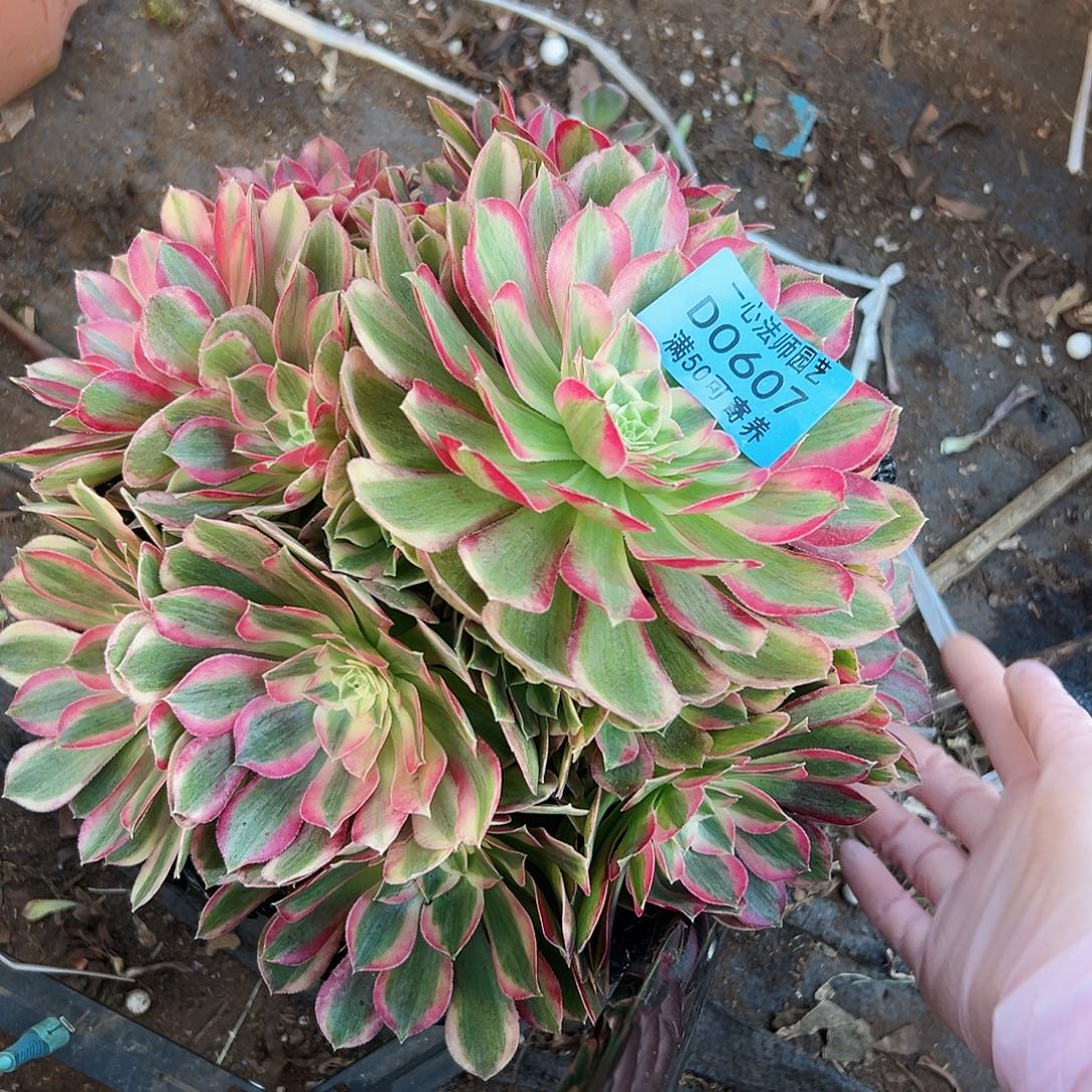 多肉植物多肉植物0607