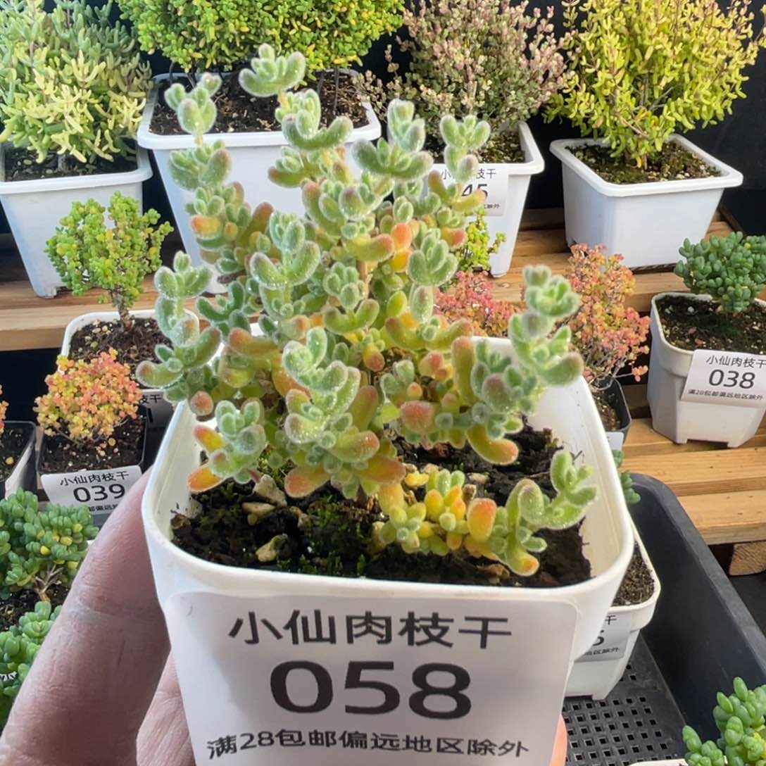 058枝干番杏彩冰晶